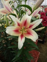 [5182 Nymph No01.JPG]